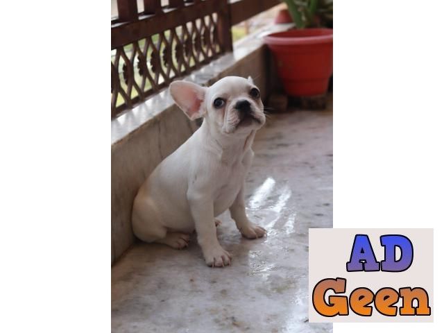 used Beautiful French Bulldog Pups For Sale Delhi for sale 